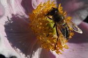 ENE-20070804-0019